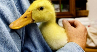 Čím jsou kachny nemocné: seznam hlavních nemocí